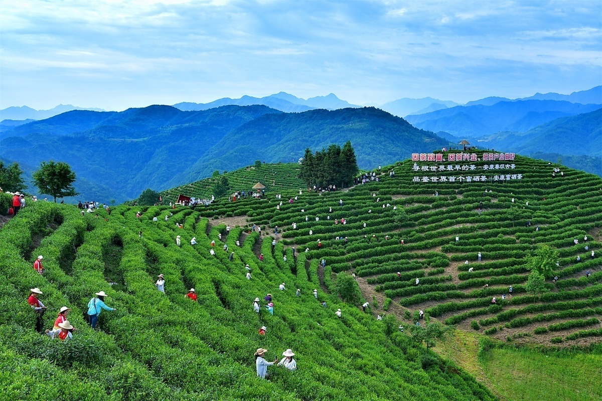 陕西富硒茶开园仪式（陕西安康富硒茶）-硒宝网