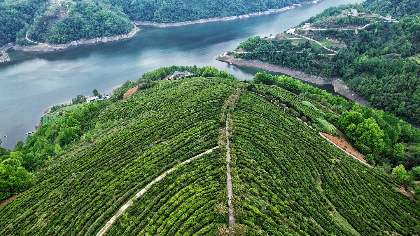安康最好富硒茶价位(安康富硒茶多少钱一斤汗水晨雾)-硒宝网