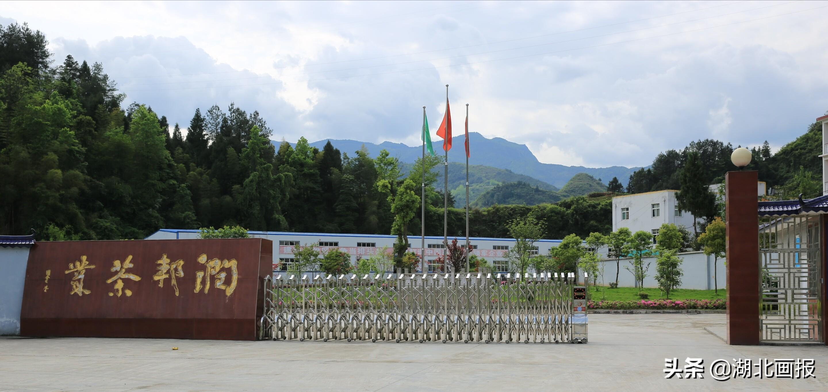 恩施富硒茶恩施玉露（恩施富硒茶玉露属于什么茶）-硒宝网