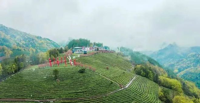 紫阳富硒茶开园活动(紫阳富硒茶文化节)-硒宝网