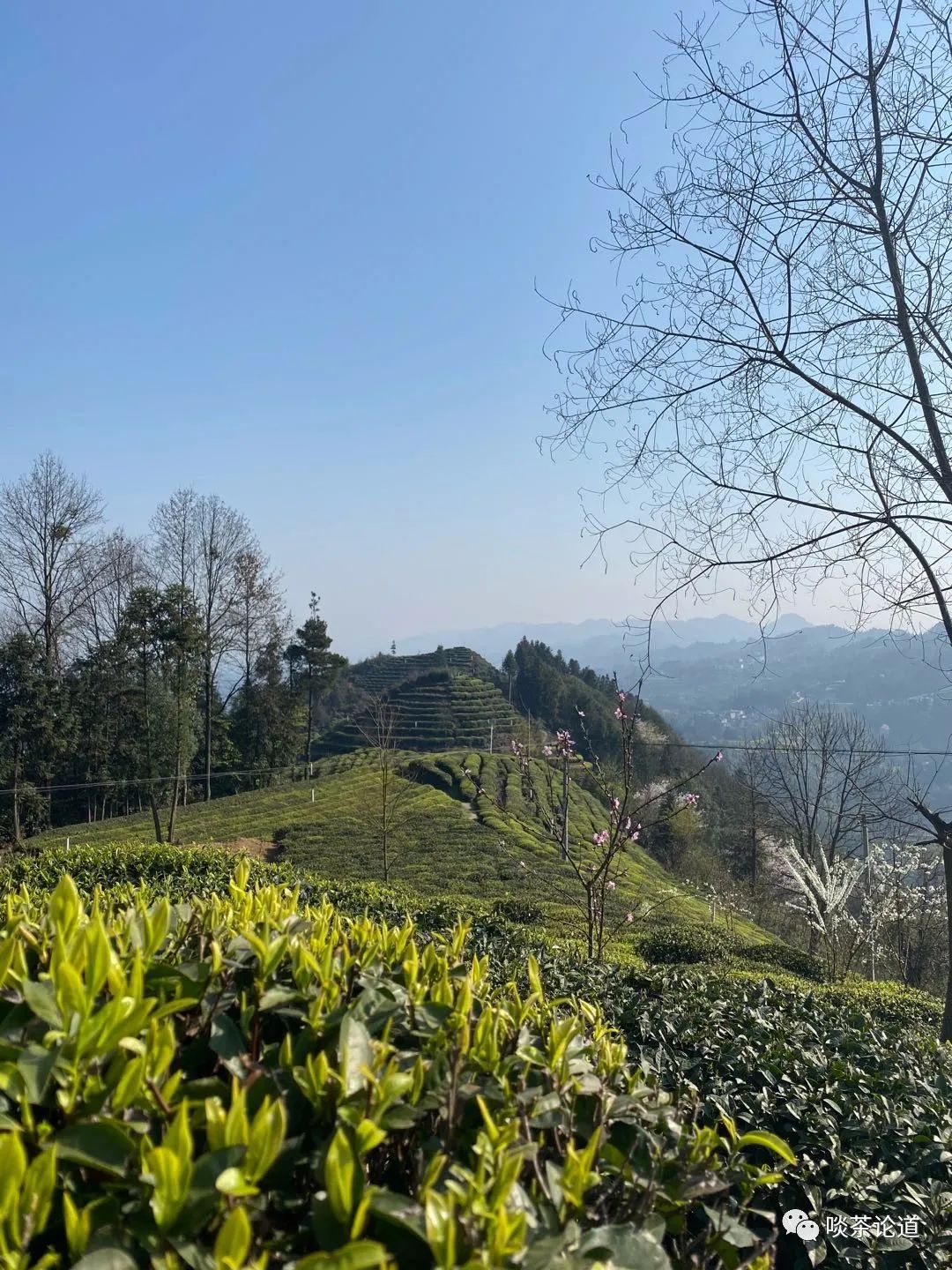 安徽野生富硒茶价格(安徽野生富硒茶价格)-硒宝网