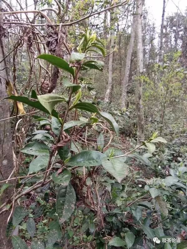 安徽野生富硒茶价格(安徽野生富硒茶价格)-硒宝网