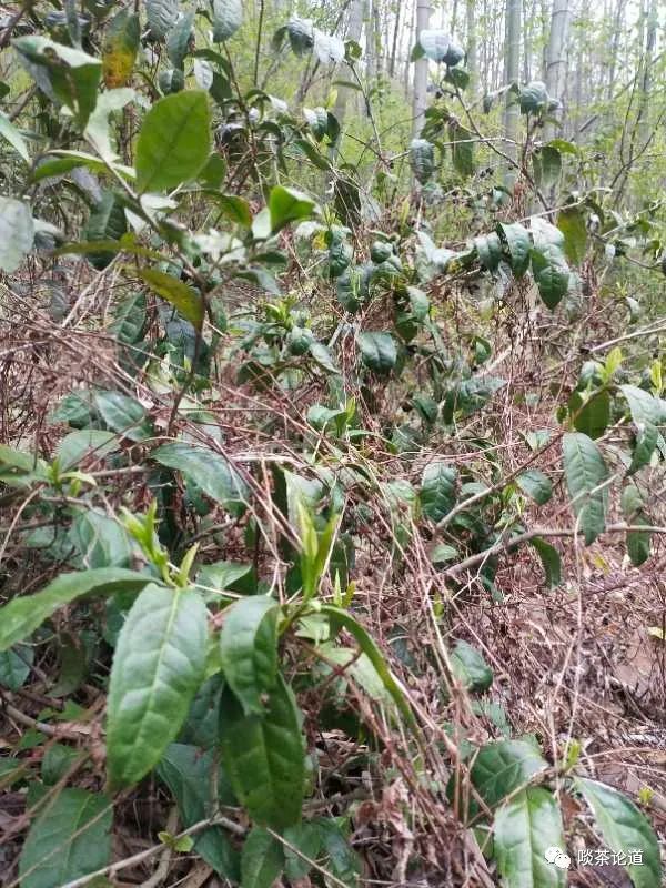 安徽野生富硒茶价格(安徽野生富硒茶价格)-硒宝网