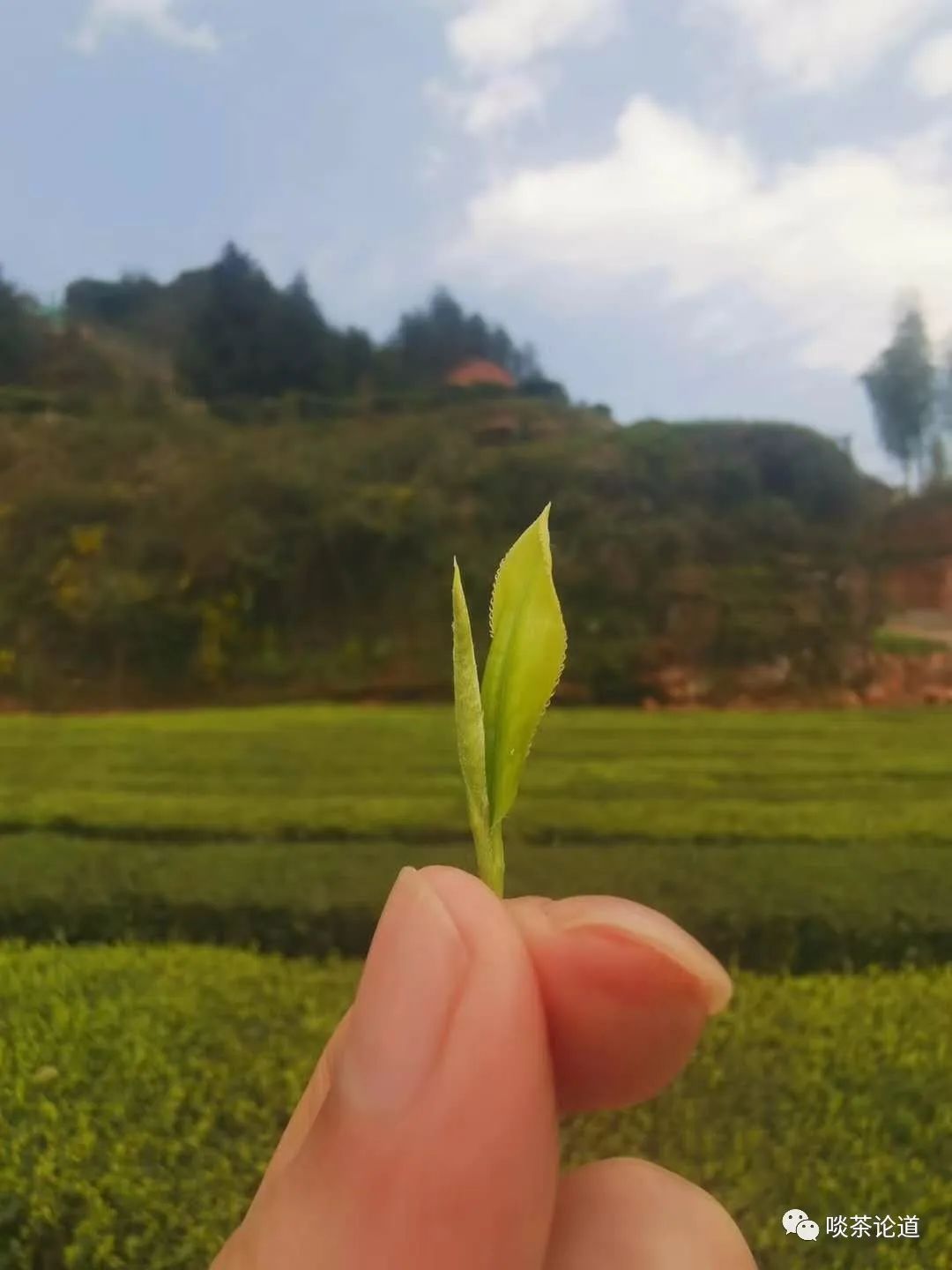 安徽野生富硒茶价格(安徽野生富硒茶价格)-硒宝网