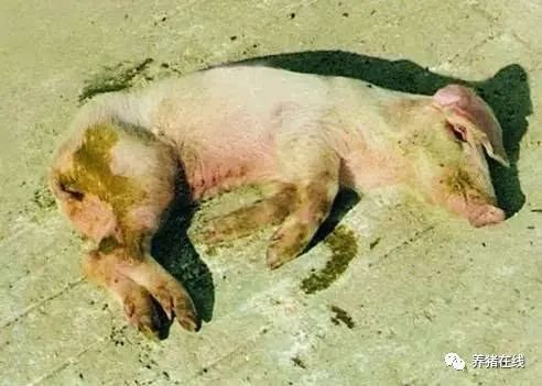 微量元素都有什么(微量元素有哪些)-硒宝网