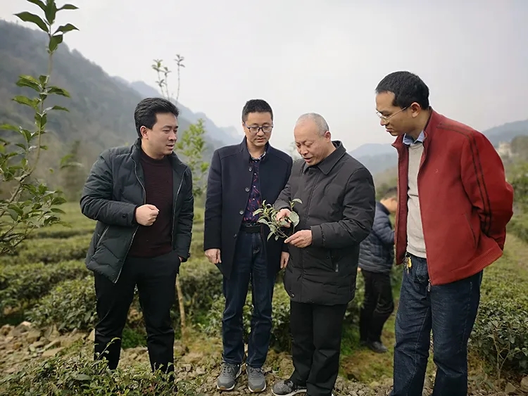 武昌富硒茶玉露厂家（恩施玉露富硒茶多少钱）-硒宝网