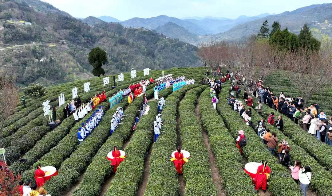 紫阳富硒茶开园直播(紫阳富硒茶文化)-硒宝网