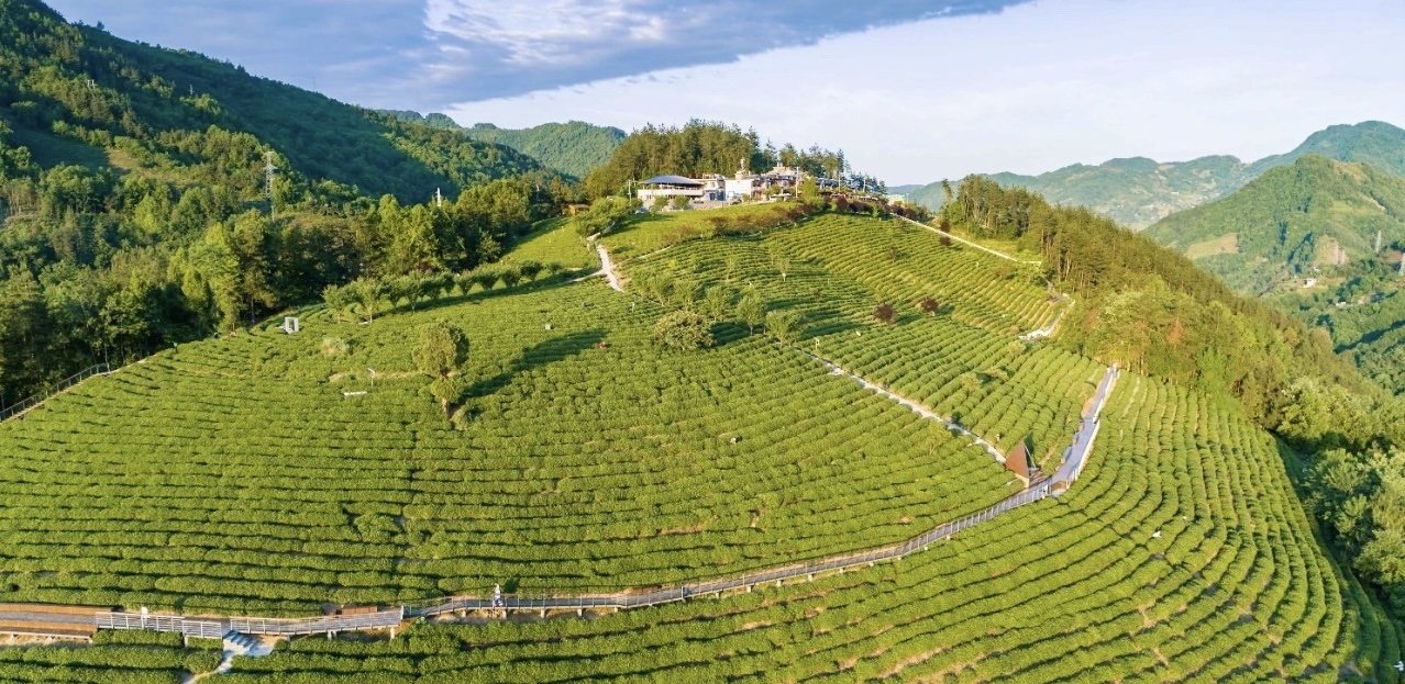 紫阳富硒茶手工制作(紫阳富硒茶加工工艺)-硒宝网