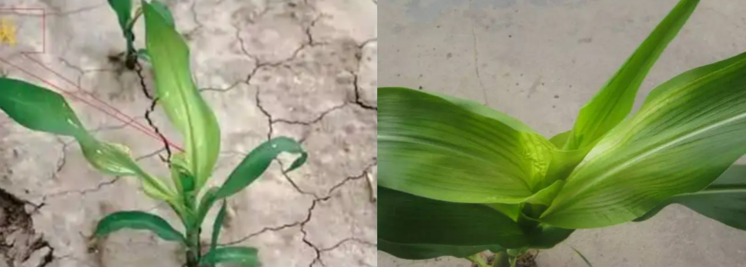 微量元素有什么（微量元素有什么作用）-硒宝网