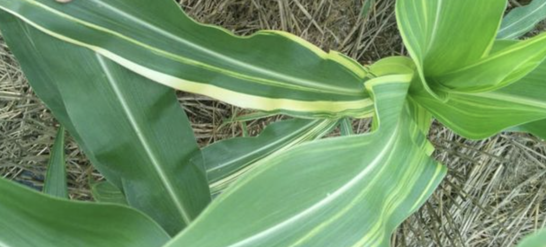 微量元素有什么（微量元素有什么作用）-硒宝网