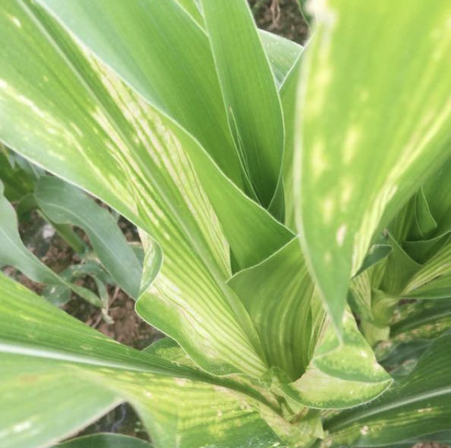 微量元素有什么（微量元素有什么作用）-硒宝网