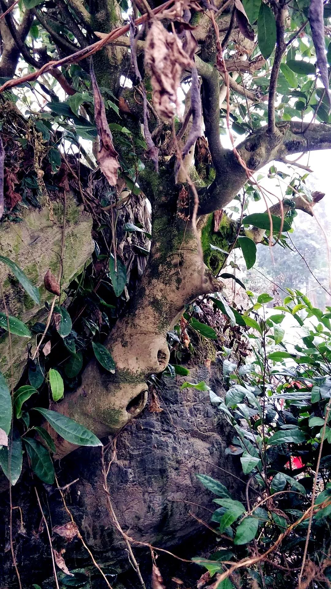 紫阳富硒茶现存问题(紫阳富硒茶核心产区)-硒宝网