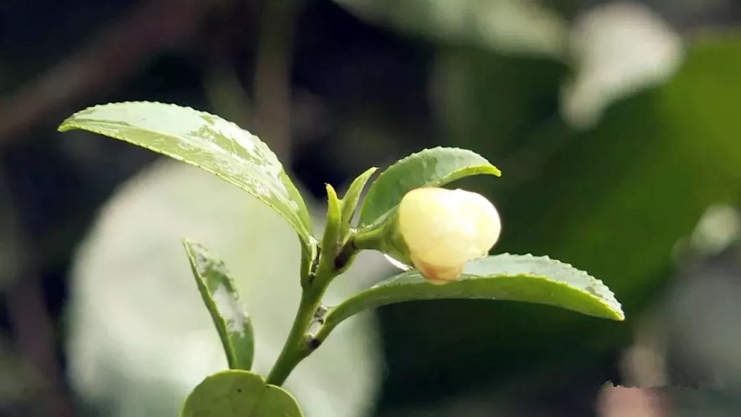 紫阳富硒茶现存问题(紫阳富硒茶核心产区)-硒宝网