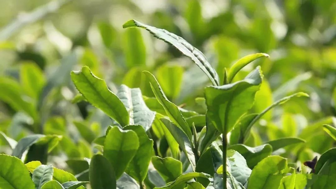 紫阳富硒茶现存问题(紫阳富硒茶核心产区)-硒宝网