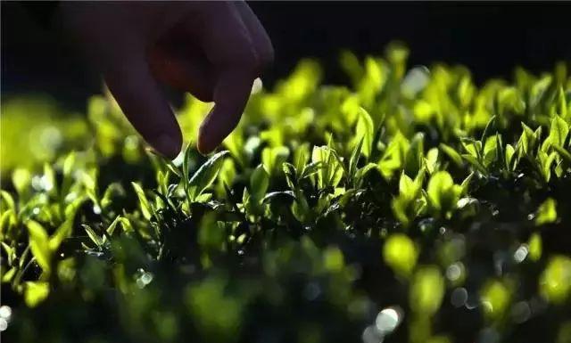 湖北恩施金果富硒茶（2019恩施富硒茶）-硒宝网