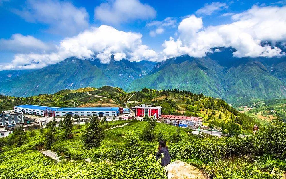 湖北恩施金果富硒茶（2019恩施富硒茶）-硒宝网