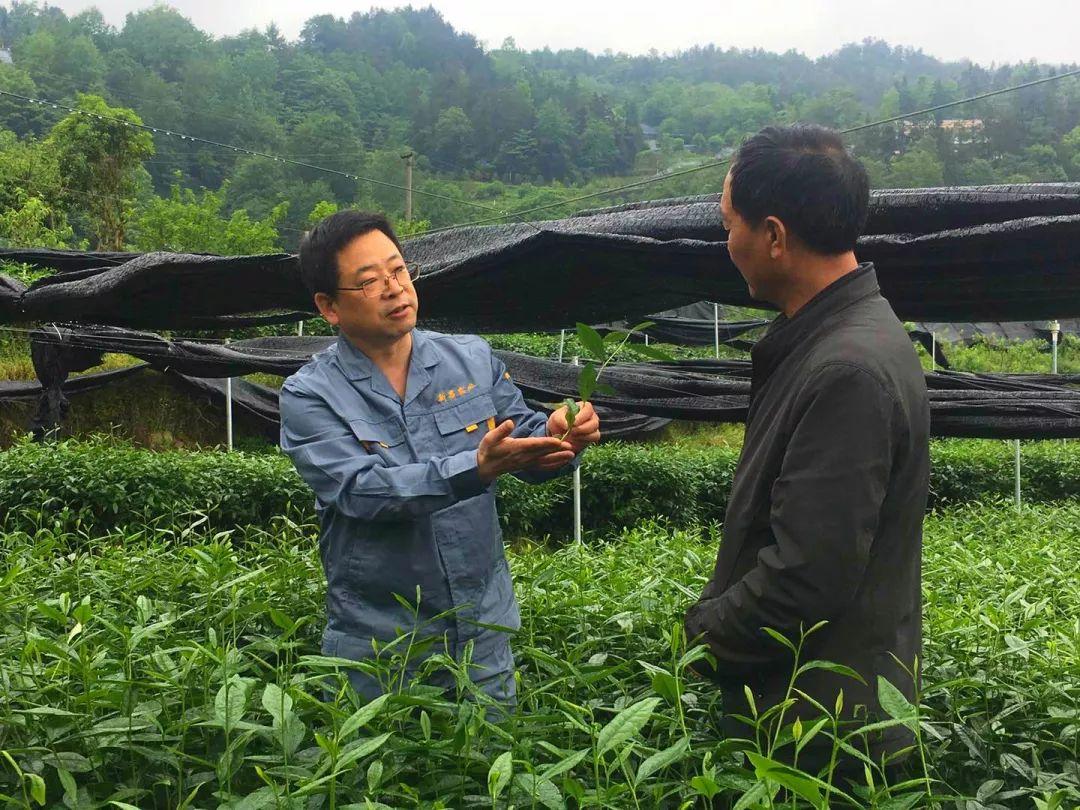 湖北恩施金果富硒茶（2019恩施富硒茶）-硒宝网