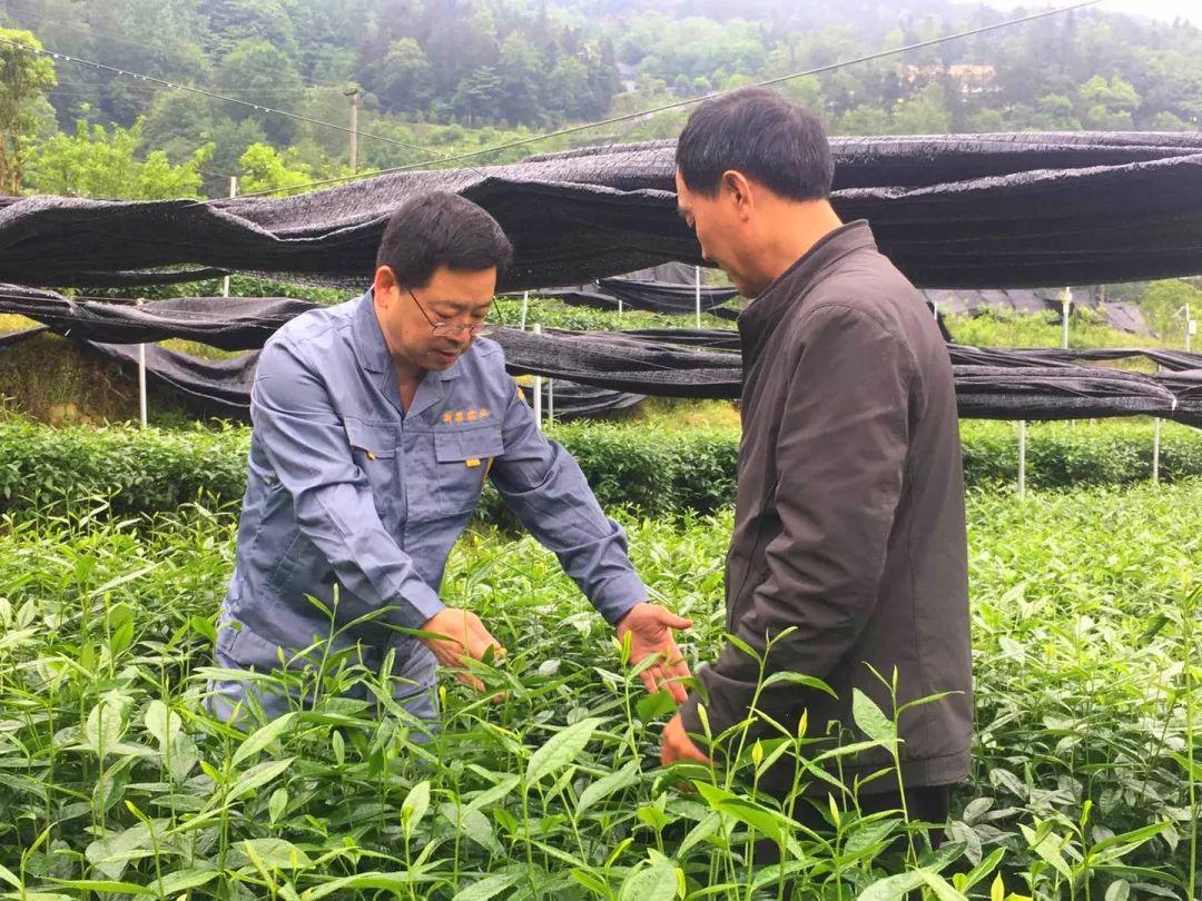 湖北恩施金果富硒茶（2019恩施富硒茶）-硒宝网