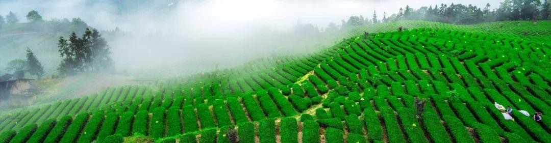 湖北恩施金果富硒茶（2019恩施富硒茶）-硒宝网