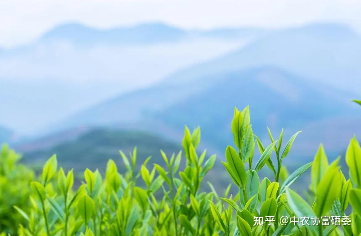 明前富锌富硒茶批发(正宗富锌富硒茶产地直供)-硒宝网