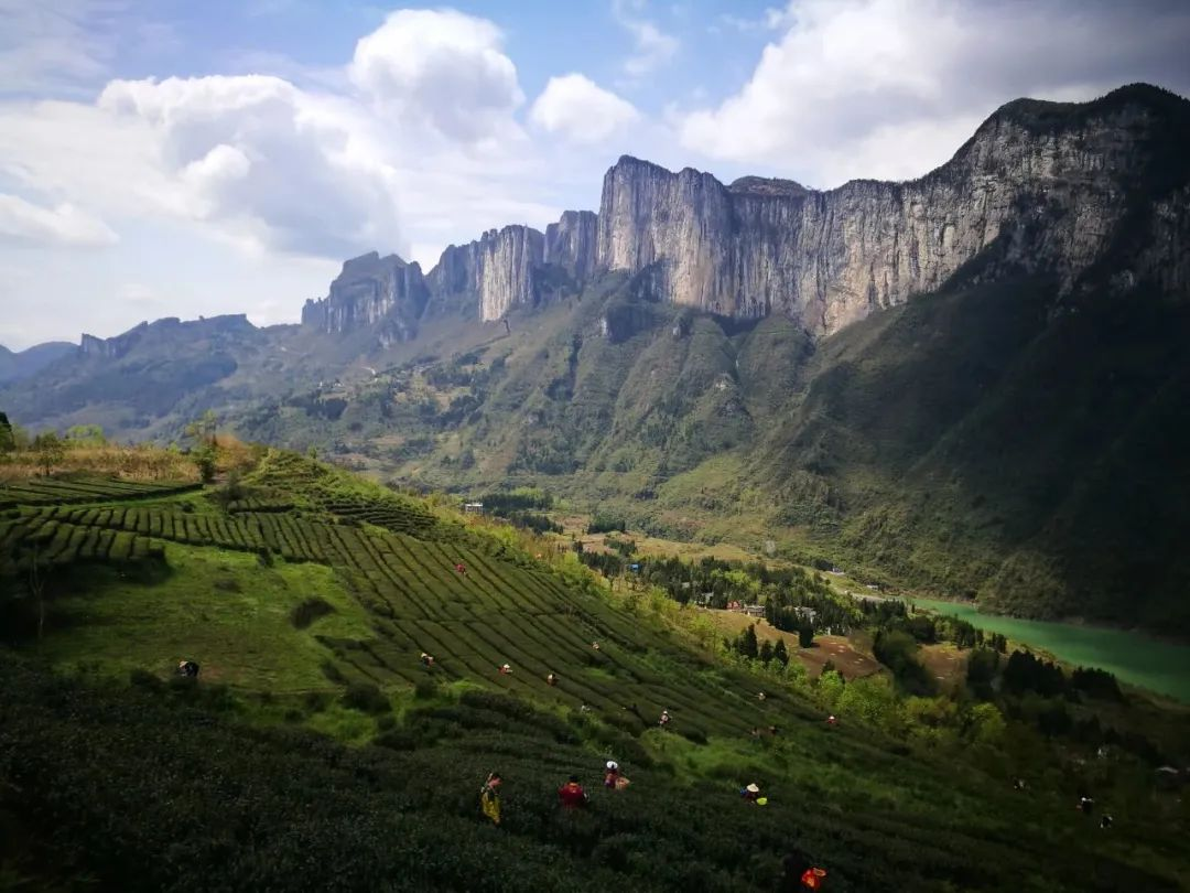 恩施富硒茶产量如何(湖北恩施富硒茶产地)-硒宝网