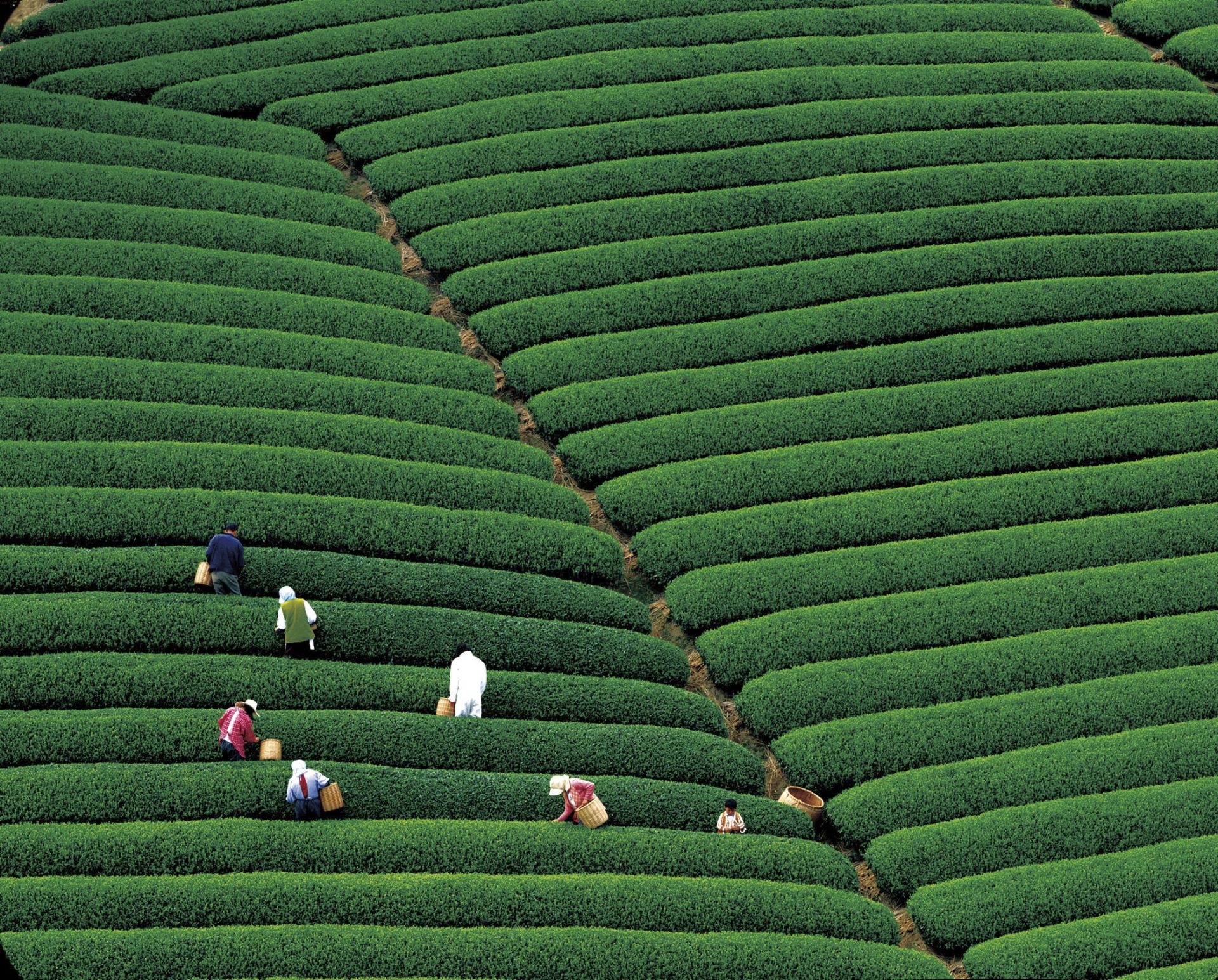 恩施富硒茶产量如何(湖北恩施富硒茶产地)-硒宝网