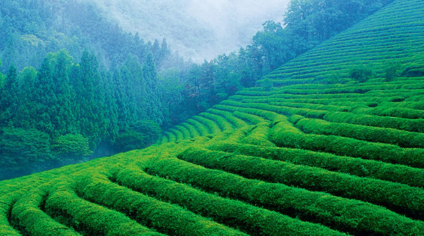 陕西紫阳富硒茶冲泡(紫阳富硒茶冲泡方法)-硒宝网