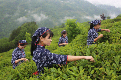 陕西紫阳富硒茶冲泡(紫阳富硒茶冲泡方法)-硒宝网