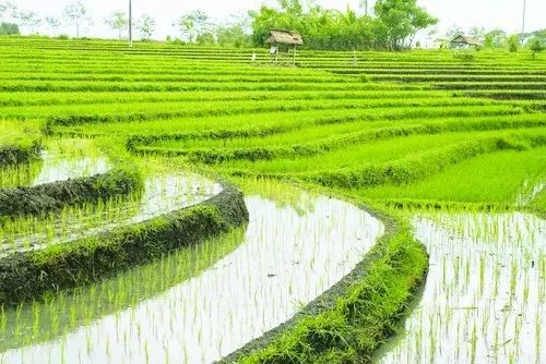 安徽富硒茶玉露企业（恩施富硒茶玉露）-硒宝网