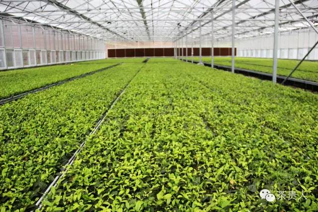 紫阳富硒茶唐代贡品(紫阳富硒茶故事)-硒宝网