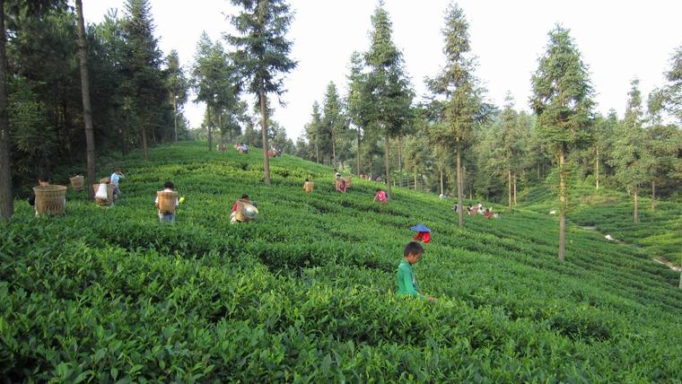 湛江富硒有机茶代理（湛江代理茶机富硒有哪些品牌）-硒宝网