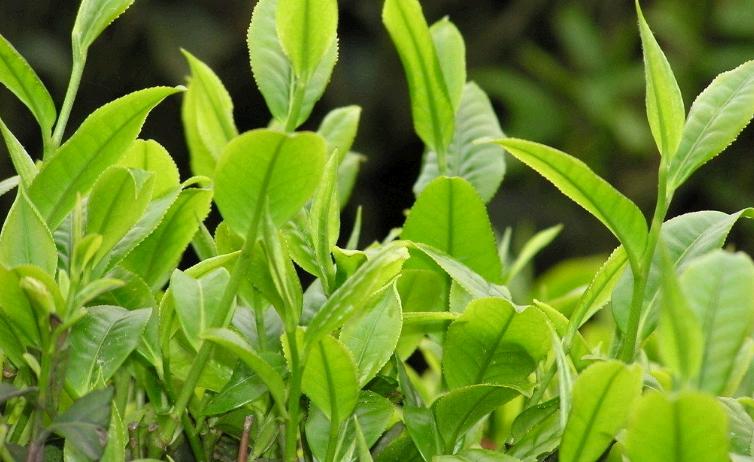 紫阳富硒茶采摘标准（紫阳富硒茶采摘时间）-硒宝网