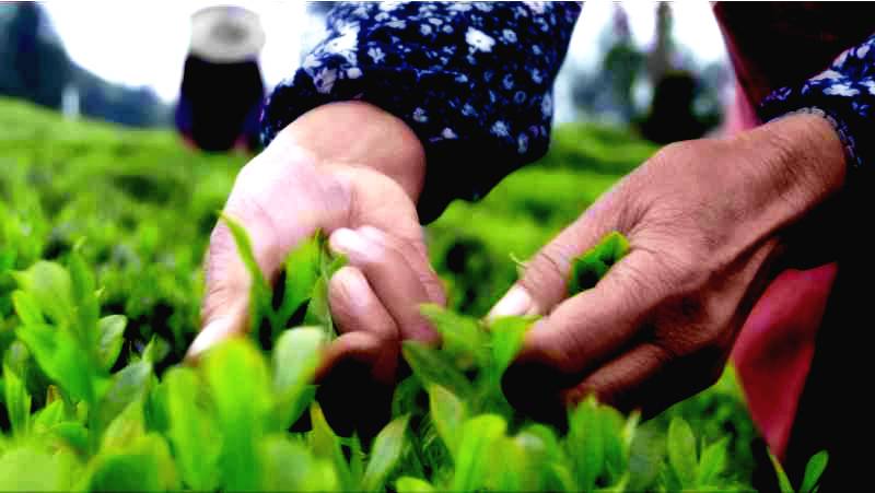 恩施富硒茶营养特点（恩施富硒茶的功效与作用）-硒宝网