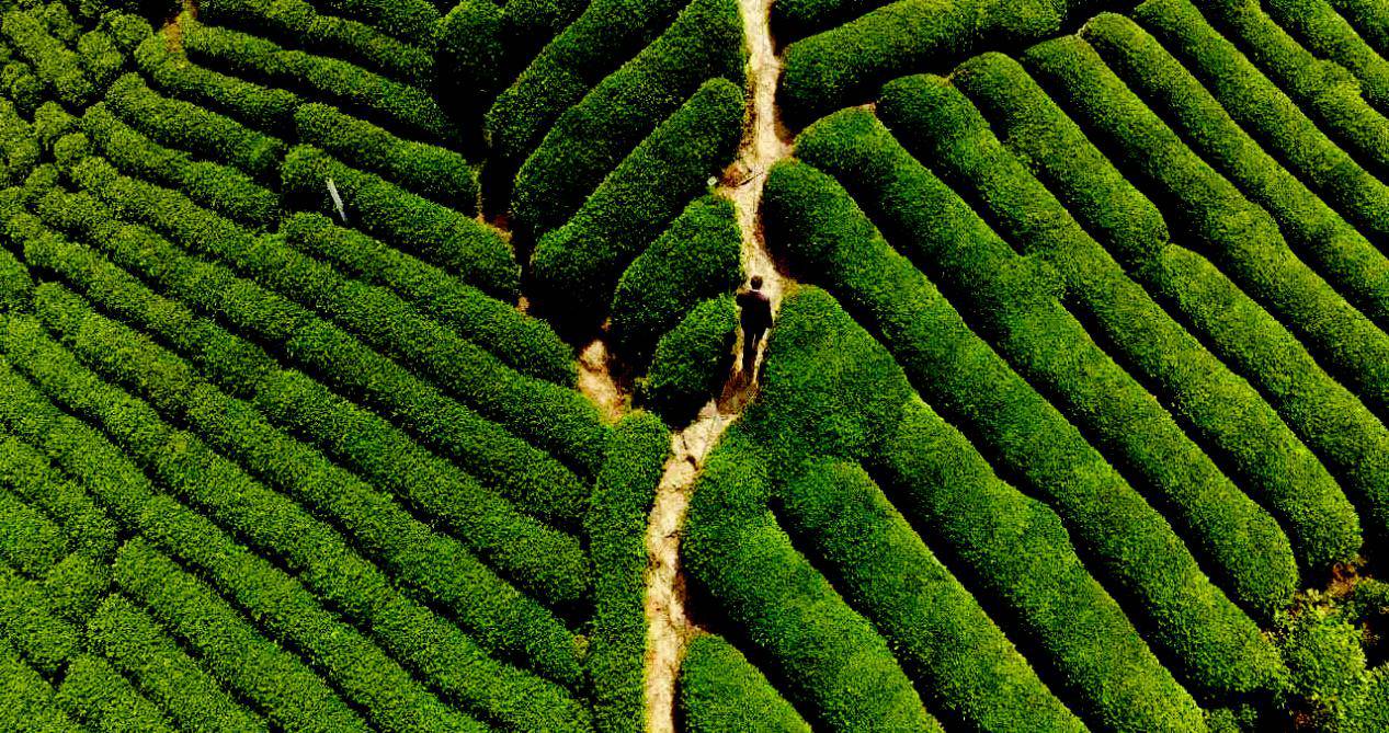 恩施富硒茶营养特点（恩施富硒茶的功效与作用）-硒宝网