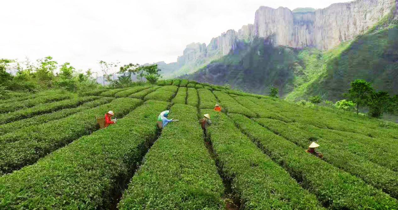 恩施富硒茶营养特点（恩施富硒茶的功效与作用）-硒宝网