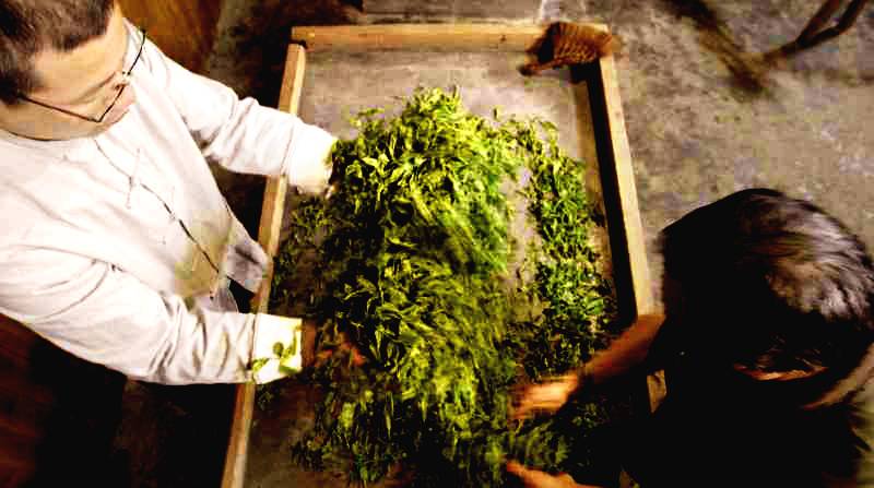 恩施富硒茶营养特点（恩施富硒茶的功效与作用）-硒宝网