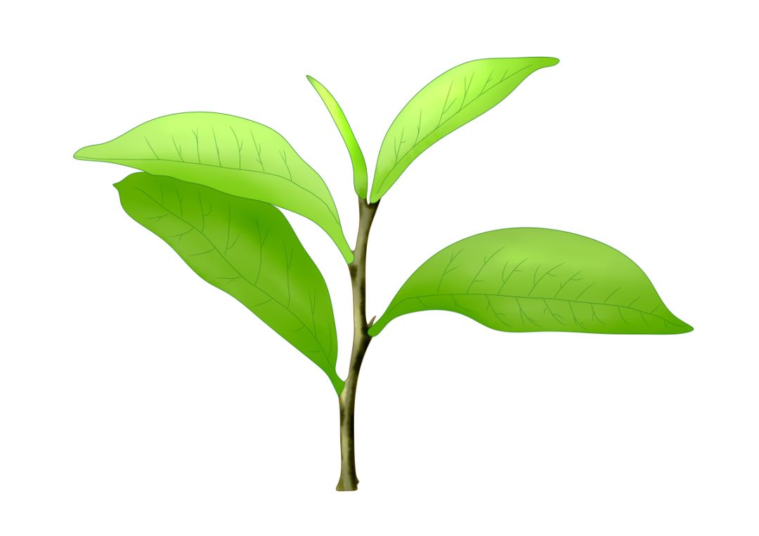 紫阳富硒茶真假辨别(紫阳富硒茶盒装的价格与作用)-硒宝网