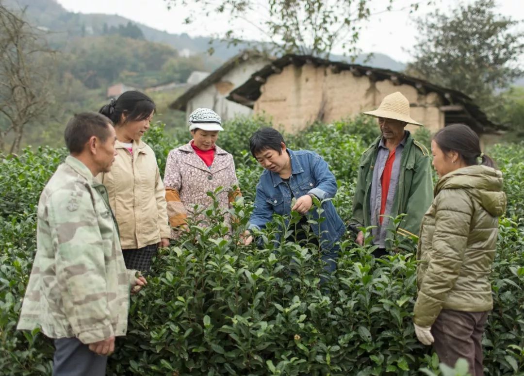 紫阳富硒茶真假辨别(紫阳富硒茶盒装的价格与作用)-硒宝网