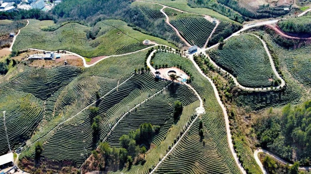 恩施富硒茶营养特点(恩施富硒茶是绿茶吗)-硒宝网