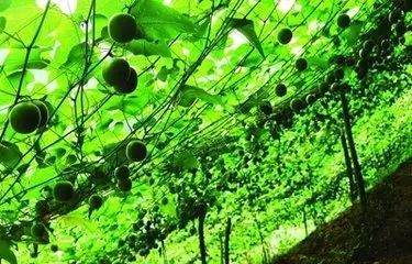 恩施富硒茶营养特点（恩施富硒茶文化的内涵有）-硒宝网