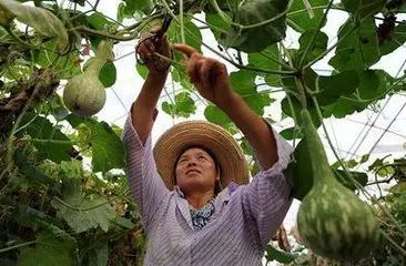 恩施富硒茶营养特点（恩施富硒茶文化的内涵有）-硒宝网