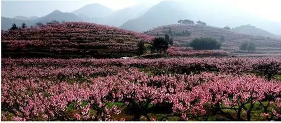 恩施富硒茶营养特点（恩施富硒茶文化的内涵有）-硒宝网