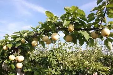 恩施富硒茶营养特点（恩施富硒茶文化的内涵有）-硒宝网