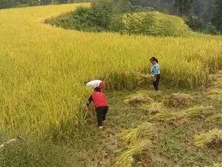 恩施富硒茶营养特点（恩施富硒茶文化的内涵有）-硒宝网