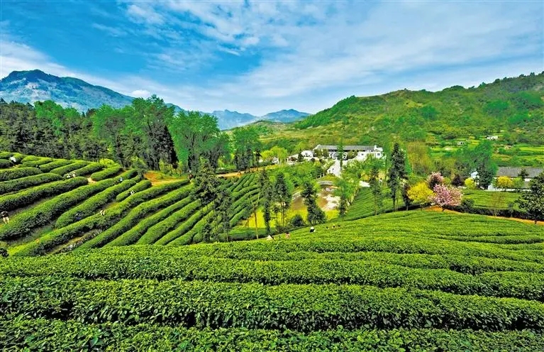 安康富硒茶特色产区(安康富硒茶产业)-硒宝网