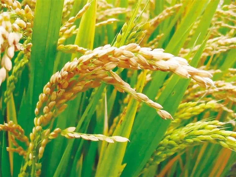 安康富硒茶特色产区(安康富硒茶产业)-硒宝网