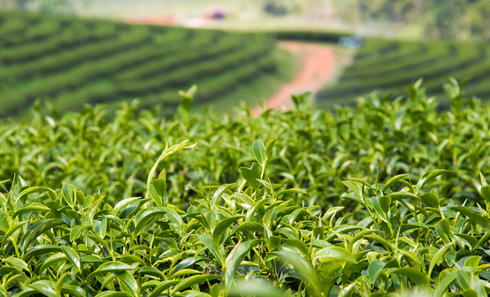 紫阳富硒茶最好品牌(紫阳富硒茶的竞争对手)-硒宝网