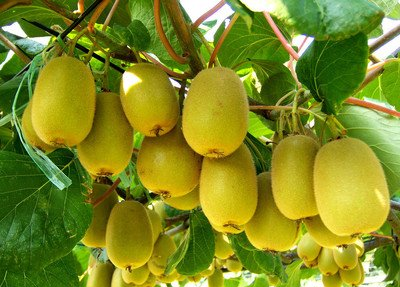 紫阳富硒茶最好品牌(紫阳富硒茶的竞争对手)-硒宝网