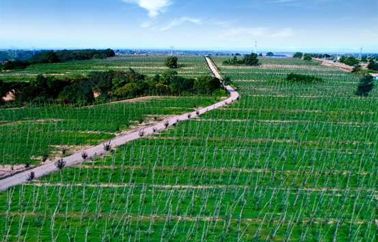 紫阳富硒茶最好品牌(紫阳富硒茶的竞争对手)-硒宝网