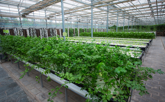 紫阳富硒茶最好品牌(紫阳富硒茶的竞争对手)-硒宝网